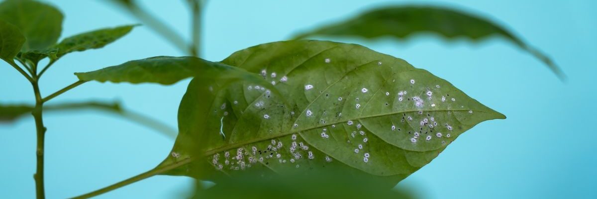 białe robaczki w doniczce