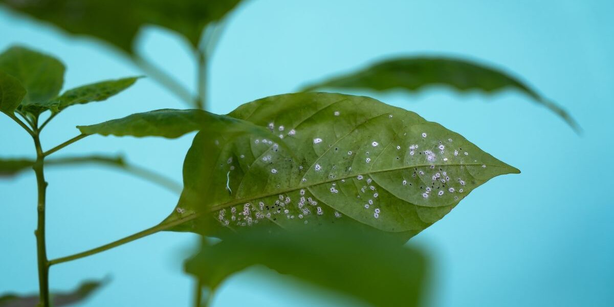 białe robaczki w doniczce