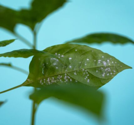 białe robaczki w doniczce