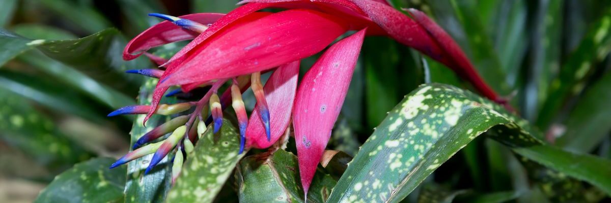 bilbergia