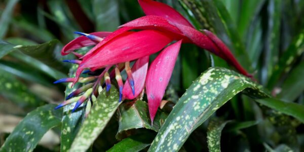 bilbergia