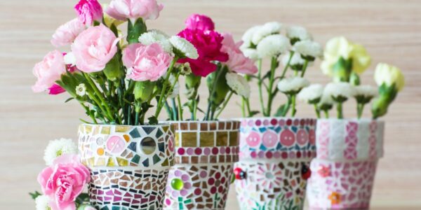 goździki w doniczce