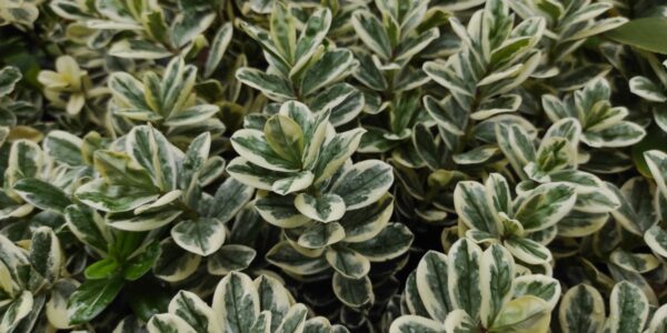 trzmielina japońska