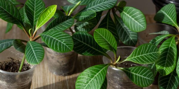 wilczomlecz białounerwiony