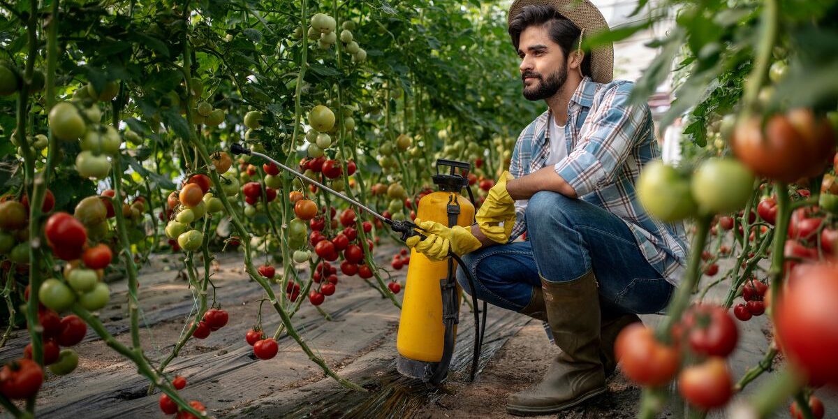 czym pryskać pomidory
