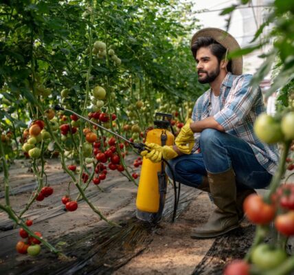czym pryskać pomidory