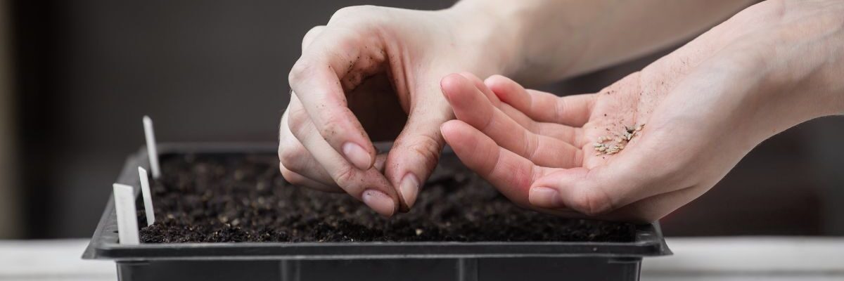 kiedy siać pomidory