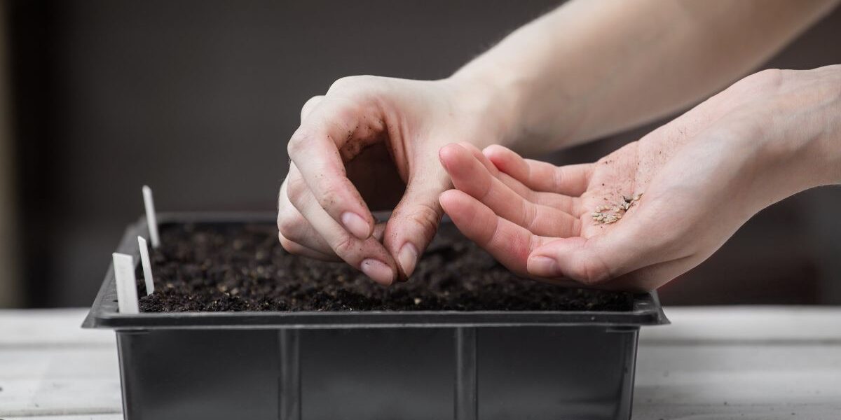 kiedy siać pomidory