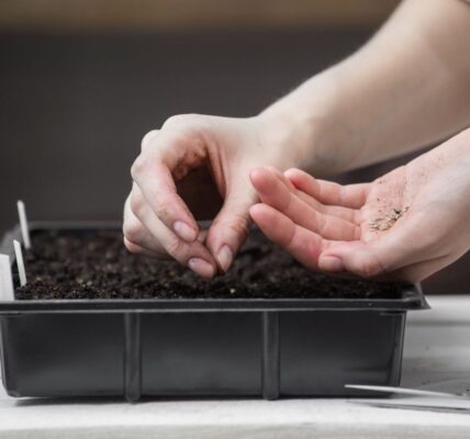 kiedy siać pomidory