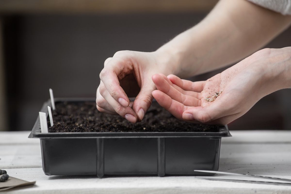 Kiedy i jak siać pomidory, aby uzyskać obfite plony?