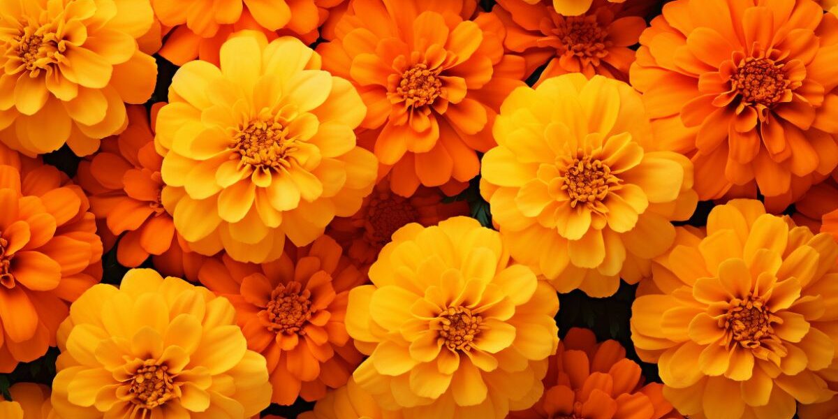 kiedy wysiać aksamitki