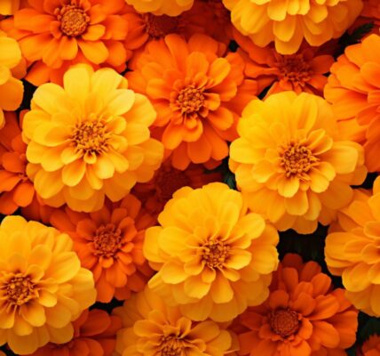 kiedy wysiać aksamitki