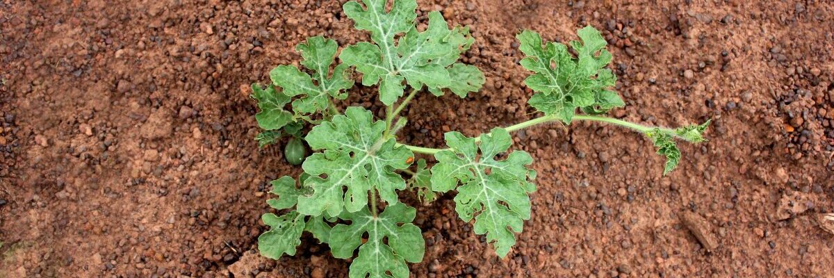 kiedy wysiać arbuzy