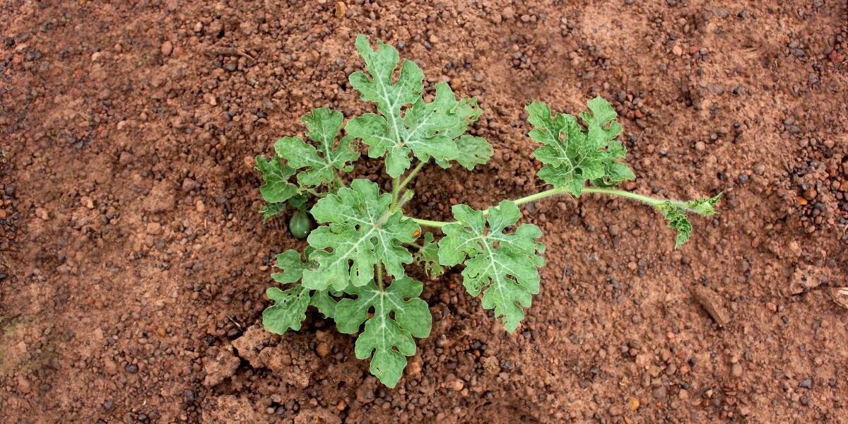 kiedy wysiać arbuzy