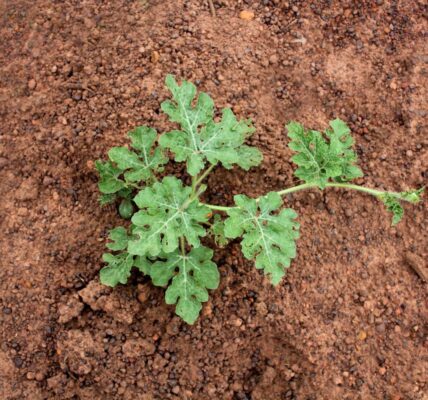 kiedy wysiać arbuzy