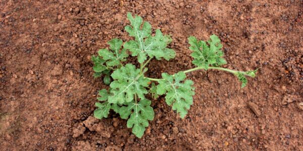 kiedy wysiać arbuzy