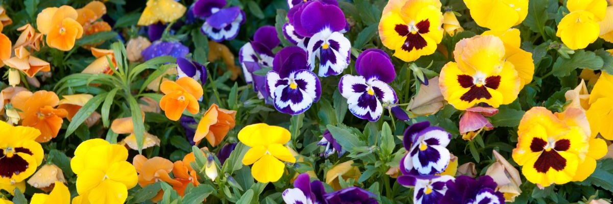 kiedy wysiać bratki