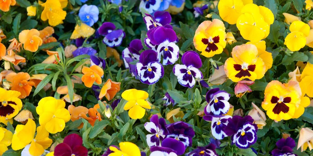 kiedy wysiać bratki