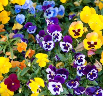 kiedy wysiać bratki