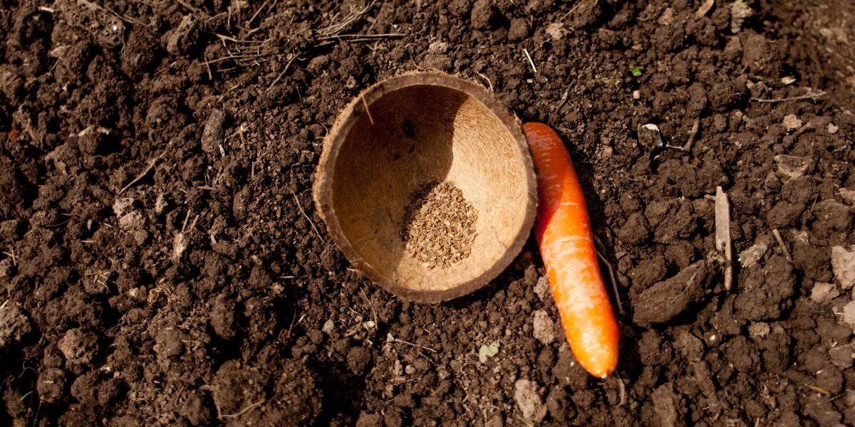 kiedy wysiać marchew