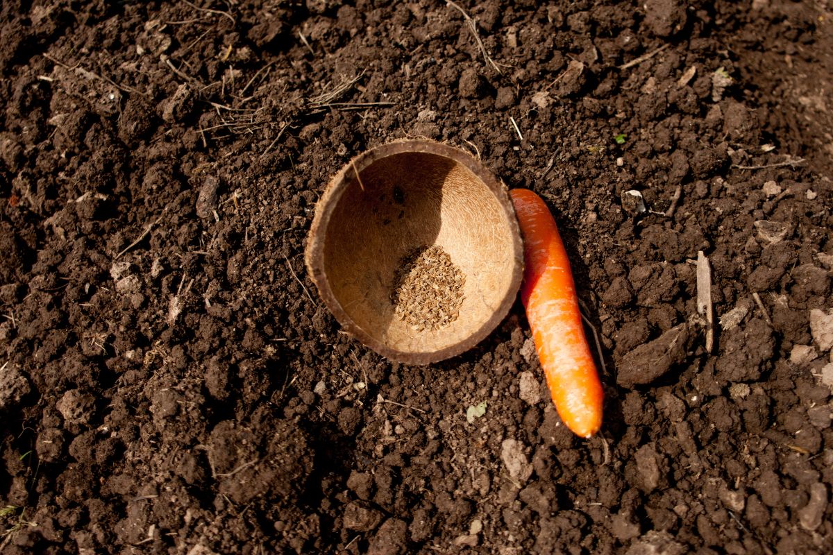 Kiedy wysiać marchew? Terminy, metody i wskazówki uprawy