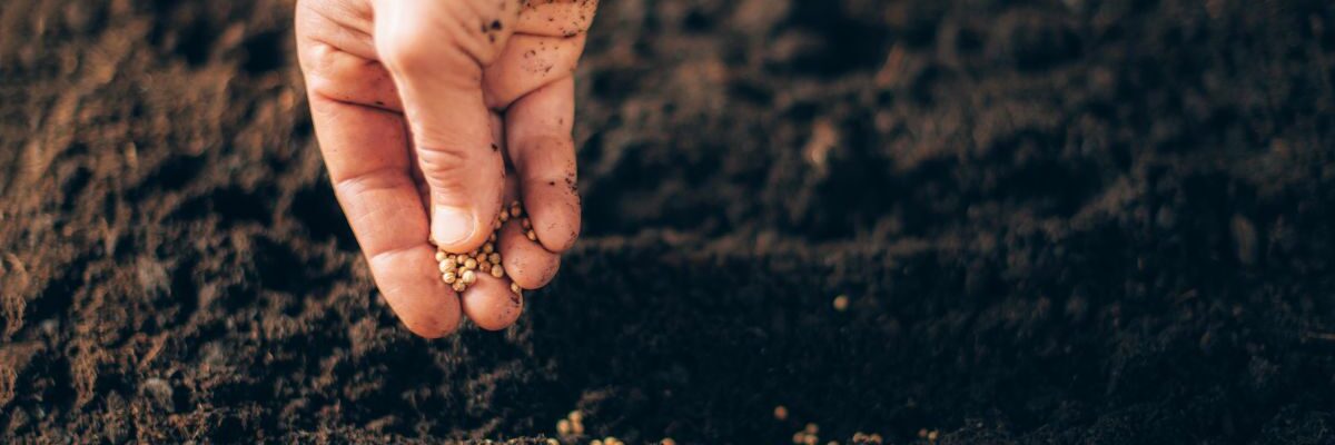 kiedy wysiać ogórki