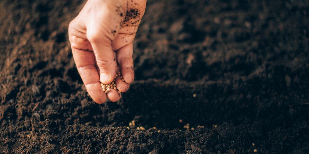 kiedy wysiać ogórki