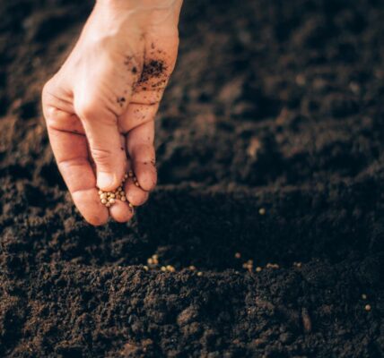 kiedy wysiać ogórki