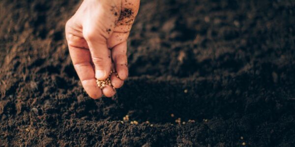 kiedy wysiać ogórki