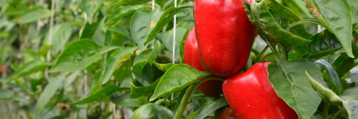 kiedy wysiać paprykę