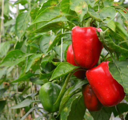 kiedy wysiać paprykę