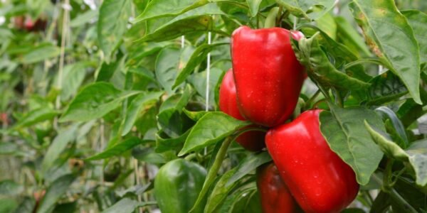 kiedy wysiać paprykę