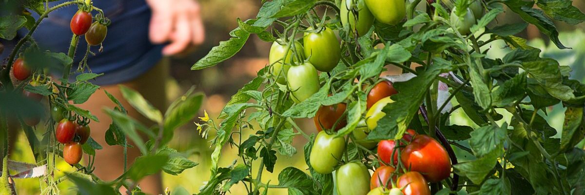 kiedy wysiać pomidory