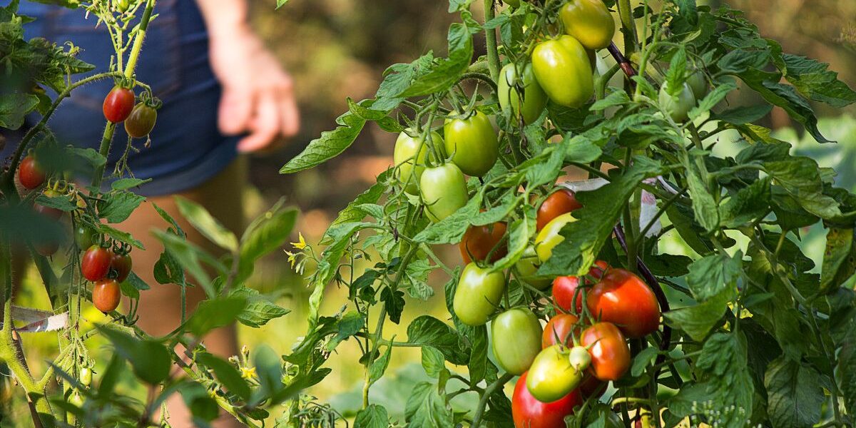 kiedy wysiać pomidory