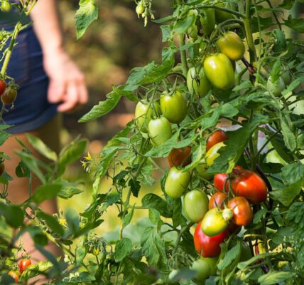 kiedy wysiać pomidory