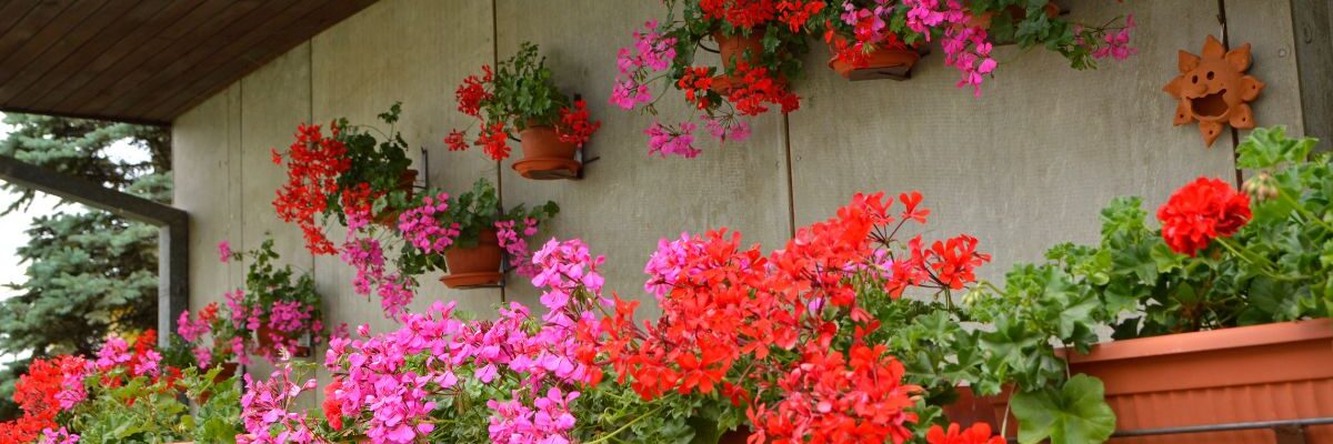 rośliny na balkon słoneczny i wietrzny