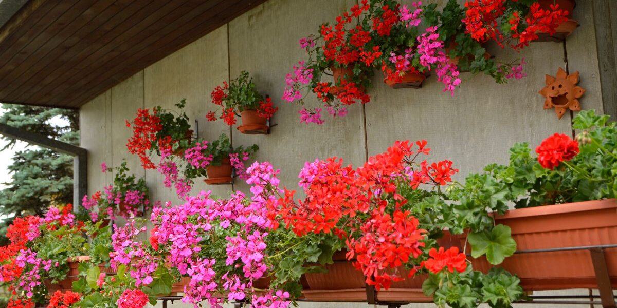 rośliny na balkon słoneczny i wietrzny