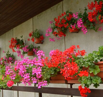 rośliny na balkon słoneczny i wietrzny
