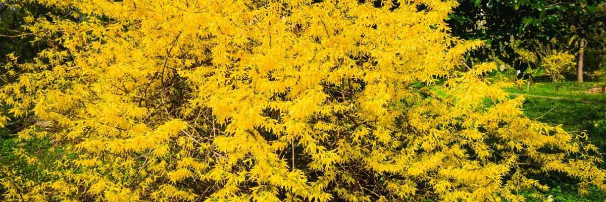 kiedy przycinać forsycje