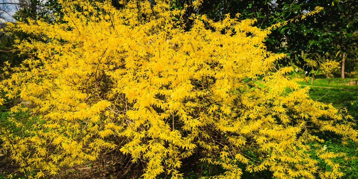 kiedy przycinać forsycje