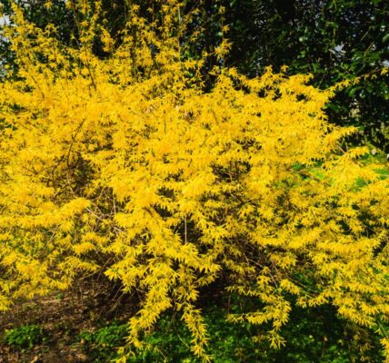 kiedy przycinać forsycje