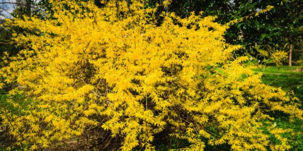 kiedy przycinać forsycje