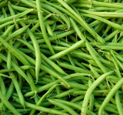 kiedy wysiać fasolkę szparagową