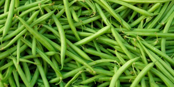 kiedy wysiać fasolkę szparagową