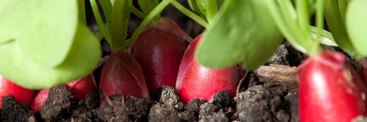 kiedy wysiać rzodkiewkę