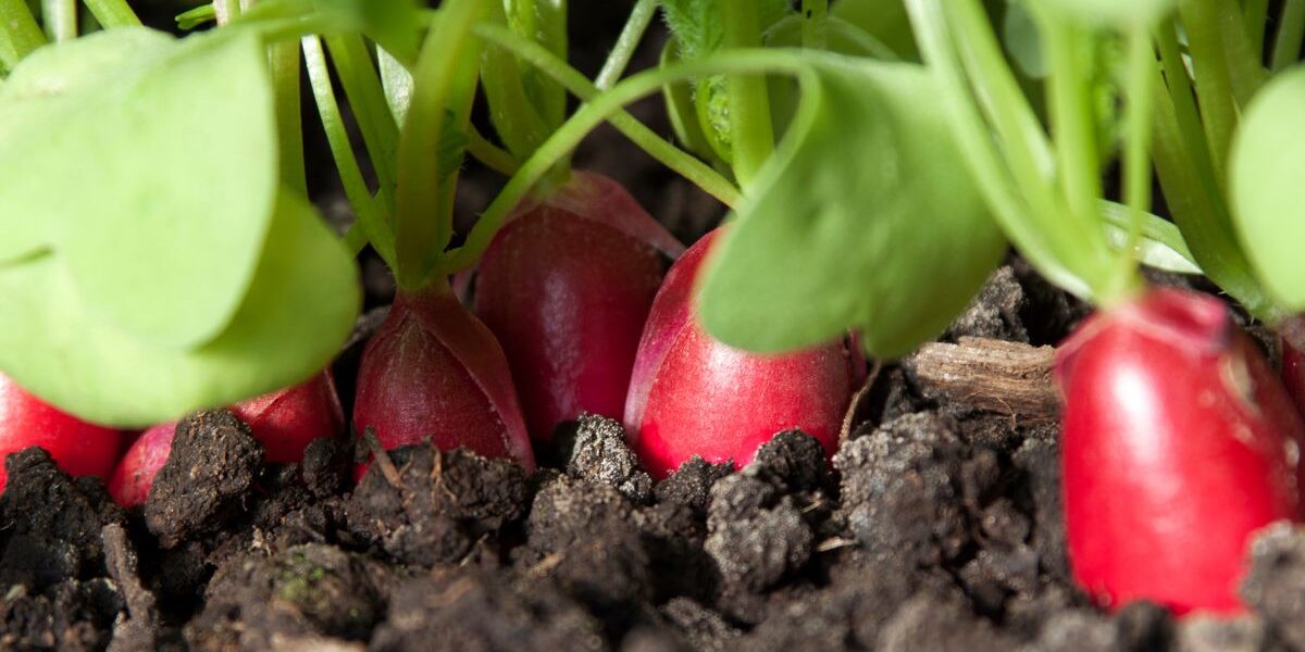 kiedy wysiać rzodkiewkę