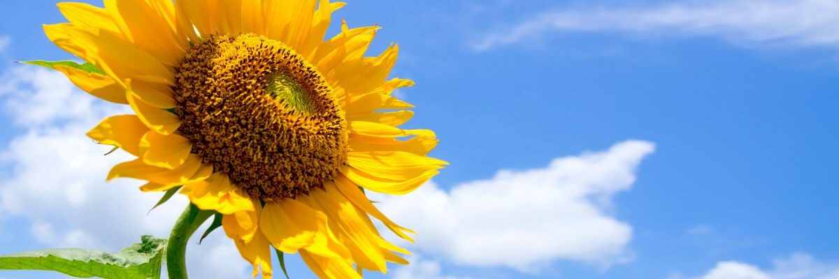 kiedy wysiać słoneczniki