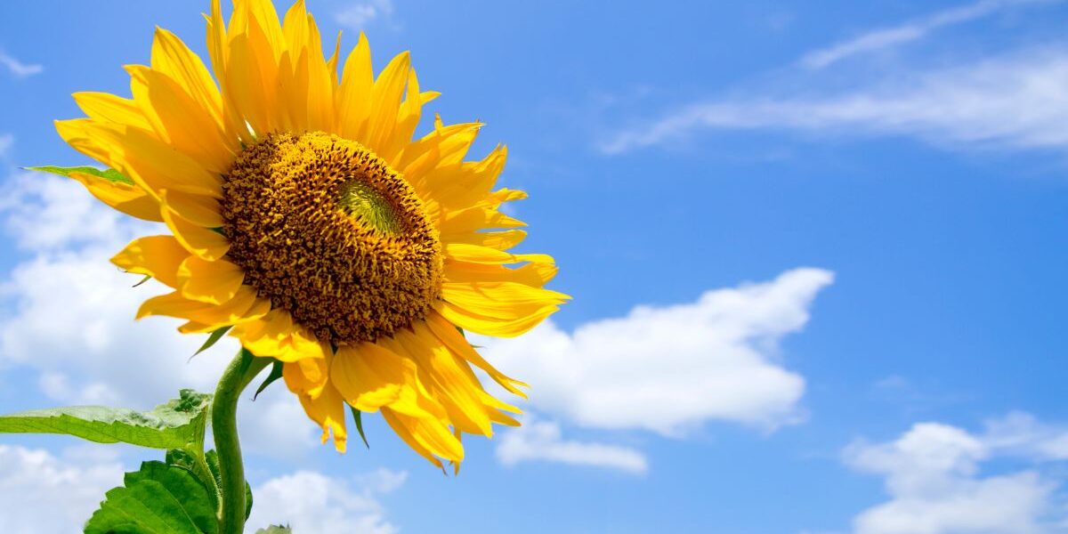 kiedy wysiać słoneczniki