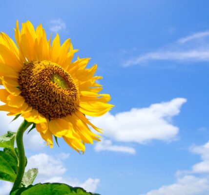 kiedy wysiać słoneczniki