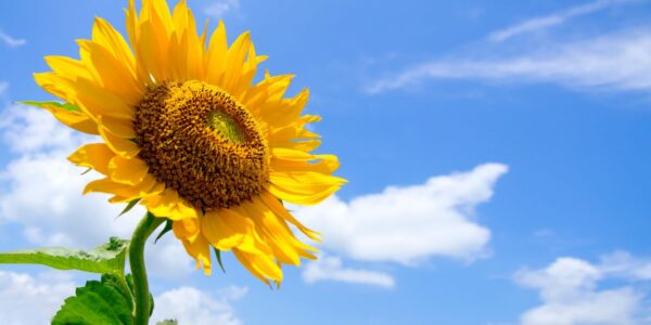 kiedy wysiać słoneczniki